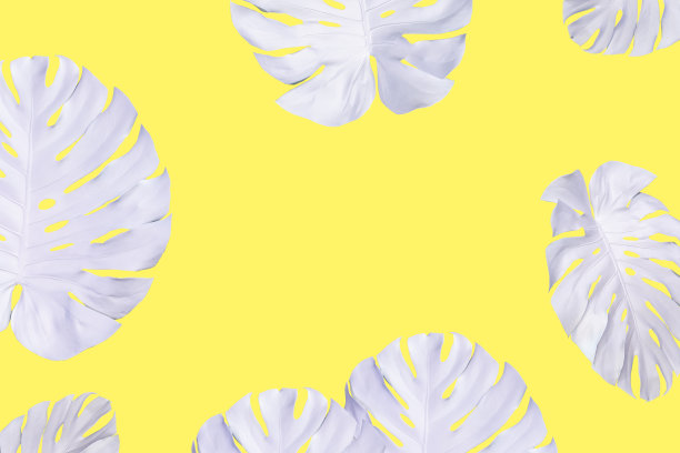 深绿色的Monstera大叶子，philodendron热带叶植物生长在野生的黄色背景与修剪路径概念的平坦lay夏季绿叶叶纹理热带植物图片下载