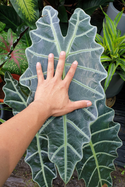 海芋Amazonica叶图片下载