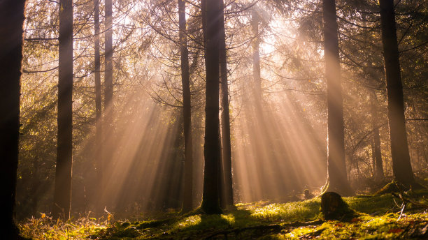 天然云杉森林，阳光透过雾气营造出神秘的氛围。穿越大自然的美丽小径图片下载