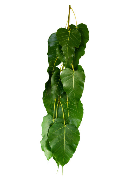 热带树叶，抽象的绿叶纹理，自然背景图片下载