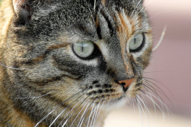 猫的肖像图片下载