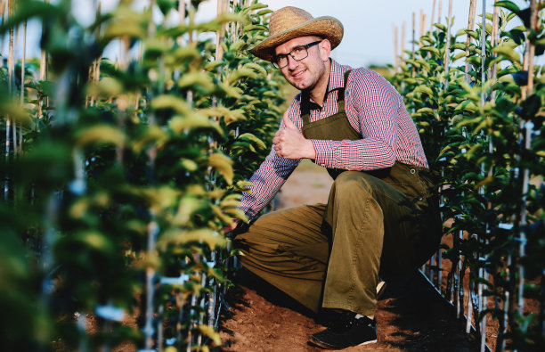 园艺。在种植园工作的人。农业的概念图片下载