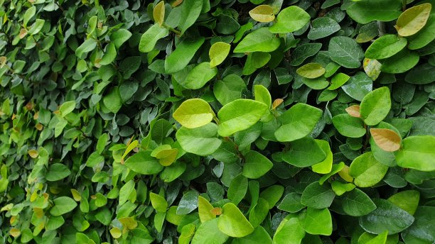 绿色的大自然图片下载