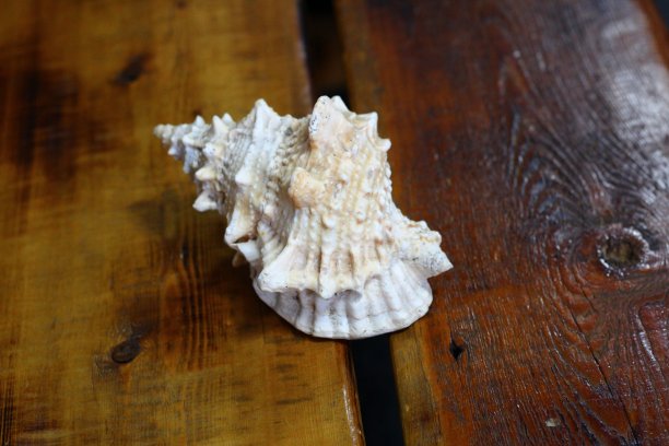 木背景上的贝壳倒钩图片下载