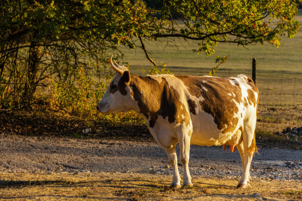在夏季风景的模糊背景上的红色奶牛的侧面。图片下载