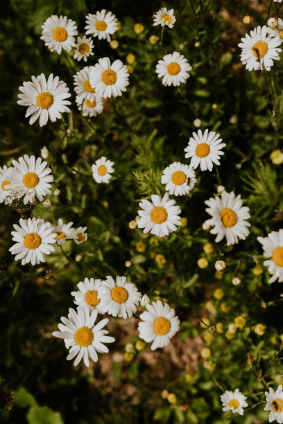 夏日的雏菊背景自然图片下载