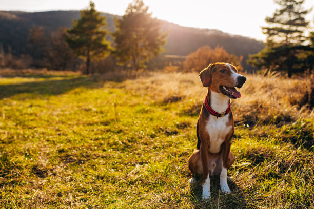 可爱的猎犬观察自然，同时从游戏时间休息图片下载