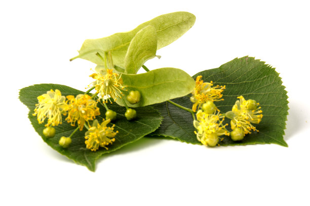 在白色背景上孤立的菩提树的鲜花和叶子图片下载