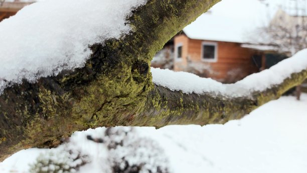 树枝上的雪图片下载