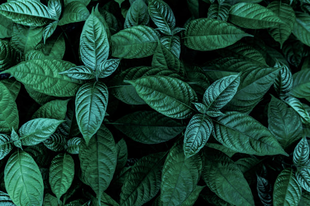 绿叶纹理图片下载