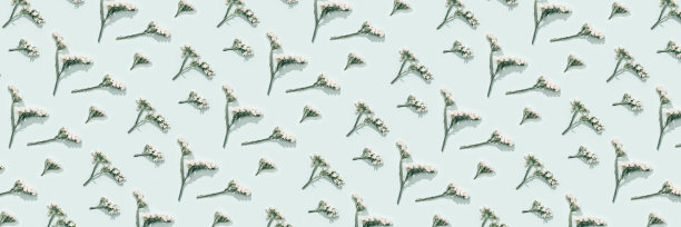 精致的干花，白色的花，关闭了标本室。自然的模式图片下载