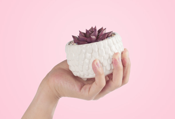 手举起多汁的仙人掌花盆图片下载