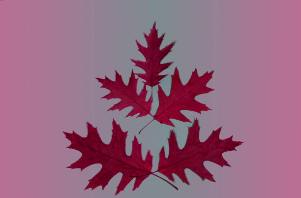 明亮的背景上躺着橡树叶图片下载