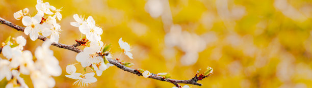春光明媚，枝头杏花模糊背景图片下载