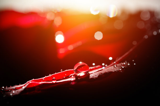 红玫瑰花，上面有水滴。爱情和浪漫的概念。暗微距水滴拍摄图片下载