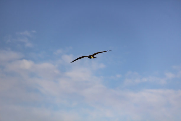 翱翔蓝天的雄鹰伴着白云飞翔。那只鸟在空中划出轮廓图片下载