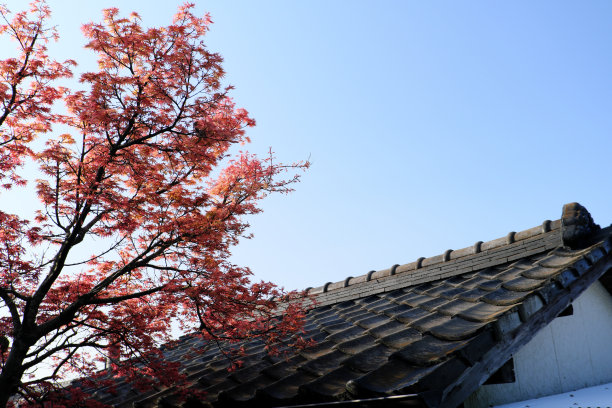 旧民居瓦顶，红木枫木图片下载