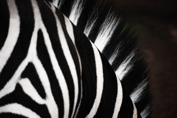 斑马群图片下载