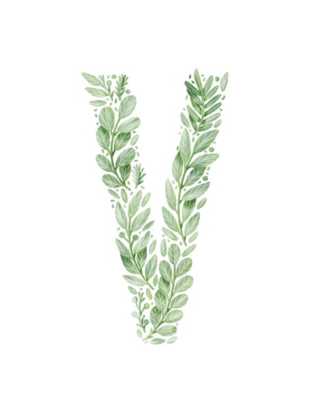 由绿叶制成的字母V。花字母V。图片下载