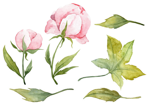 收集手绘水彩花图片下载