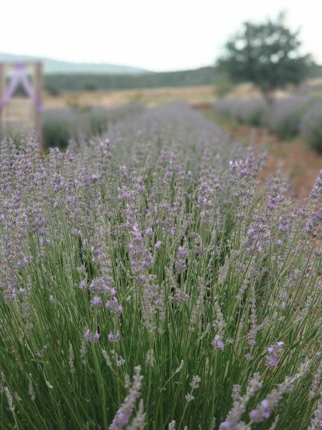 薰衣草图片下载