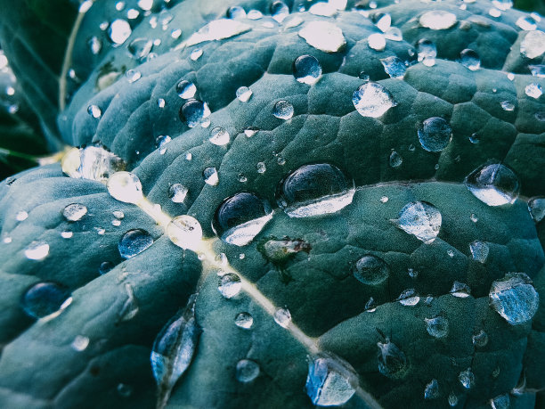 叶子上的晨露。鲜绿的叶子上有水滴和雨滴。宏观的自然背景与水滴叶。自然、植物和新鲜的概念。图片下载