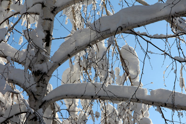 树枝上戴着一顶白雪皑皑的帽子，映衬着蓝天。图片下载