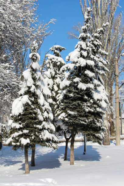 圣诞树在冬天的风景。雪的城市。图片下载