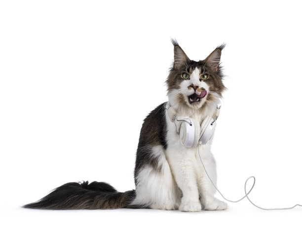 白色的猫戴着耳机图片下载