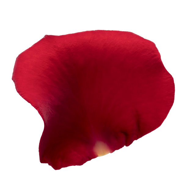 一个红色玫瑰花瓣在白色的背景孤立。图片下载