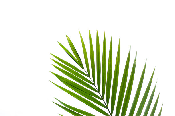 棕榈叶孤立在白色背景上图片下载