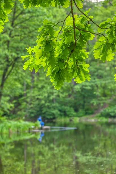 湖面上的橡树叶图片下载