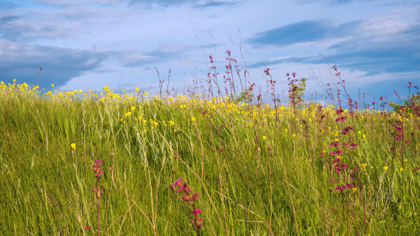 草和天空图片下载