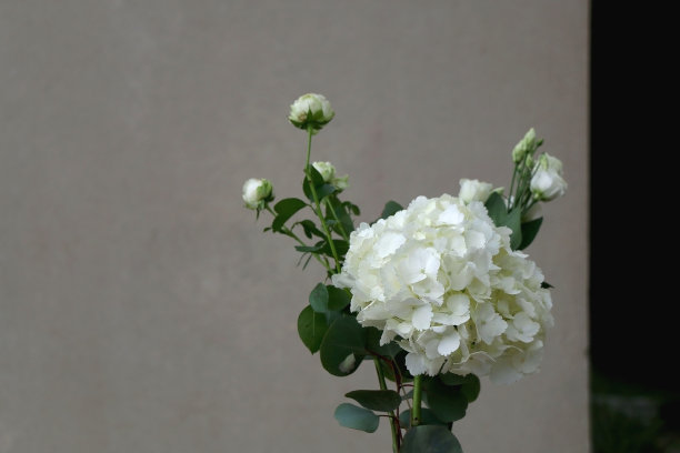 白色的花朵图片下载