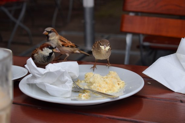 一只带蛋糕的鸟图片下载