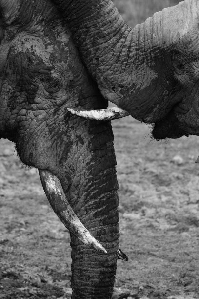 大象在田野上行走的侧视图图片下载