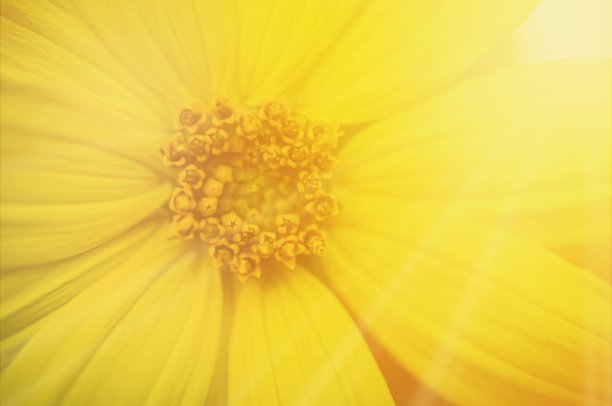 黄色的雏菊图片下载