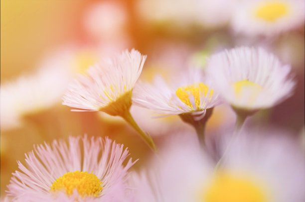 紫菀花田素材图片