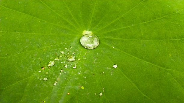 荷叶上的水滴在荷叶上翻滚。置身于美丽的大自然之中图片下载