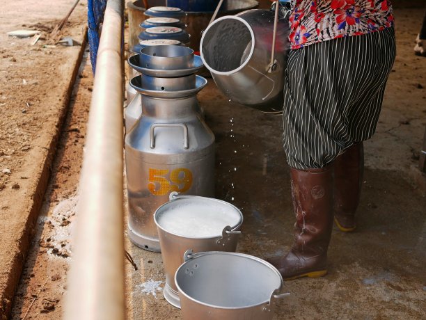 新鲜的白色牛奶被工人倒进一个桶里，在一个农场，刚挤完牛奶图片下载