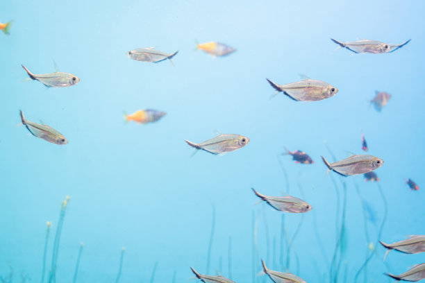 鱼缸里的鱼和景观图片下载