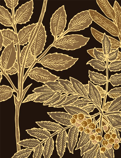 山白蜡树的树枝和果实。背景说明。手绘轮廓。园林植物的开花抽象工厂图片。向量图片下载