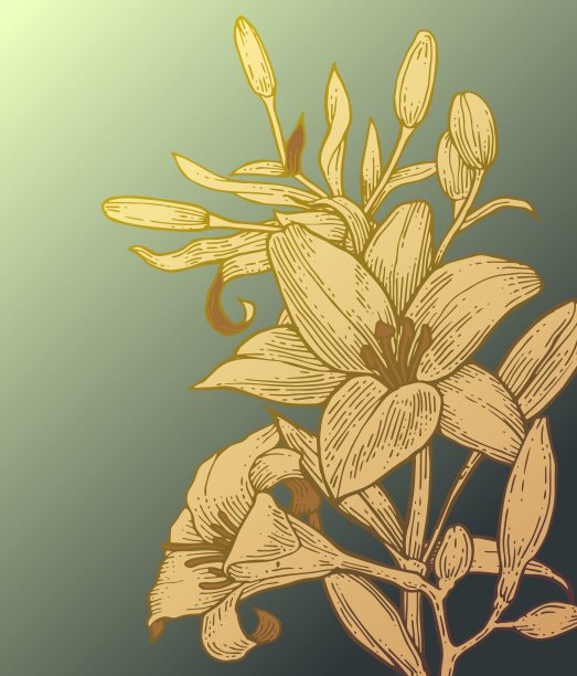 莉莉花。背景说明。手绘轮廓。园林植物的开花抽象工厂图片。向量图片下载