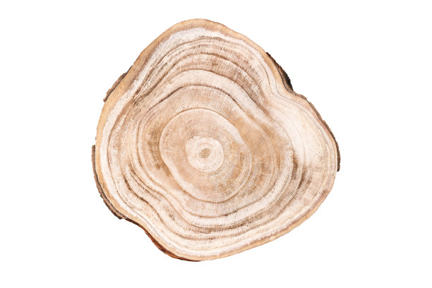 木制横截面切割孤立在白色，工作室拍摄。化妆品获奖展示。图片下载