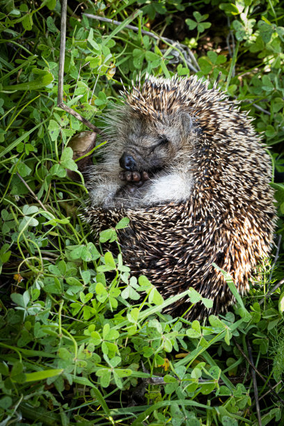 睡觉的刺猬的特写图片下载