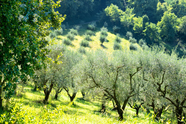 山上种植橄榄树。为生产油料而在种植园新种植的树木。欧洲意大利橄榄种植。地中海食物。图片下载