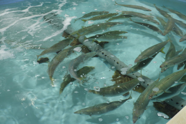 笼子里的咸水鱼成群结队地游着图片下载