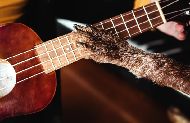 狗的手触摸尤克里里的细节图片下载