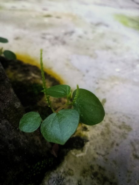 草和苔藓图片下载