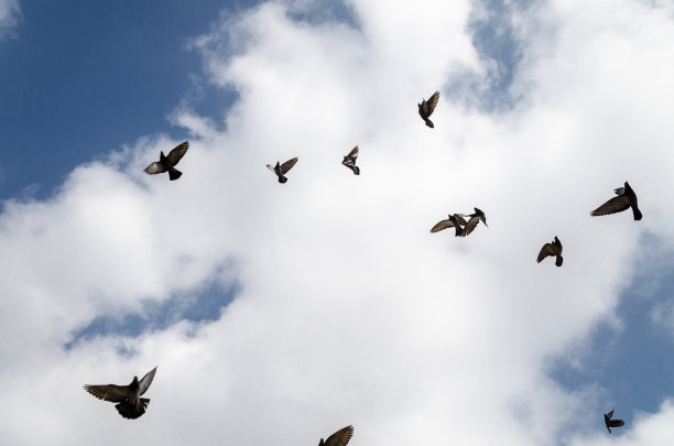 一群鸽子在多云的天空中盘旋图片下载